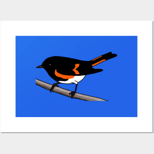 American Redstart Posters and Art